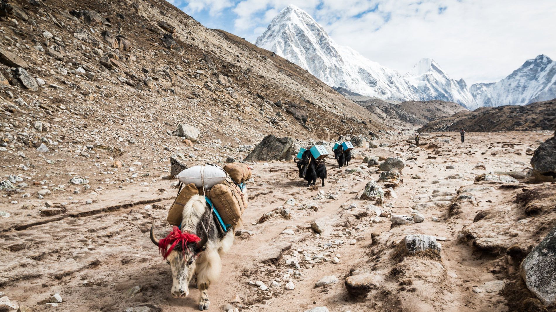 Шерсть тибетских овец